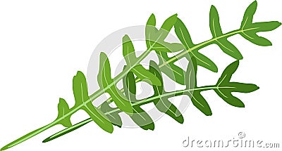 Green leaves of arugula Rucola or Rocket salad Vector Illustration